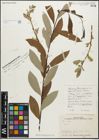 Foto von Salix zygostemon Boiss. & Hohen.